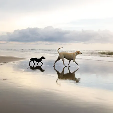 Ivy - Part Of The The Bay Village With Pool, Gym And Direct Access, Pub, Restaurant, Tennis And Meadows Walks בית נופש פילי